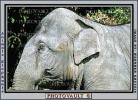 Asian Elephant, AMEV01P01_16B
