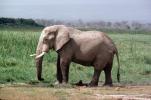 Asian Elephant, ivory tusk, Tsavo National Park, AMEV01P02_09