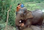 Asian Elephant, Sprinkler, Water, Washing, AMEV01P02_10