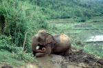 kneeling Asian Elephant, rice paddy, terrace, mud, dirt