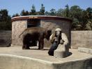 Elephant Mother with Baby, Zoo, Cage