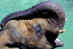 Elephant in the Water, Long Curved Trunk