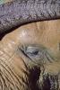 Closed Eye of a Wet Elephant, funny face