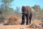 African Elephant, Etosha, Namibia, AMEV01P04_06.1712