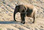 African Elephants, South Africa, AMEV01P04_07B