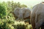 African Elephants, South Africa, AMEV01P04_08