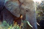 Tusk, ivory, African Elephant Face, ears, South Africa, AMEV01P04_09