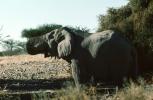 African Elephant, AMEV01P05_01