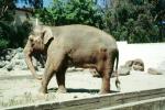 Asian Elephant, AMEV01P05_02