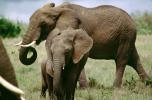 African Elephants, Mother, Baby, Trunk, Tusk, Ivory, Ears, AMEV01P05_05