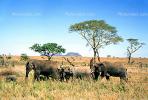 African Elephants, Serengeti Plain, AMEV01P05_07