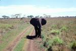 African Elephant, Serengeti Plain, AMEV01P05_08