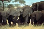 African Elephants, tusk, ivory, AMEV01P05_10
