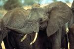 African Elephants, tusk, ivory, AMEV01P05_10B