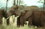 African Elephants, tusk, ivory, AMEV01P05_11