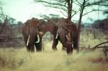 African Elephants, tusk, ivory, AMEV01P05_12
