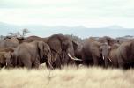 African Elephants, AMEV01P05_15