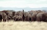 African Elephants, AMEV01P05_16