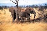 African Elephants, AMEV01P05_17