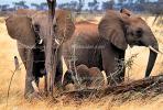 African Elephants, AMEV01P05_17B
