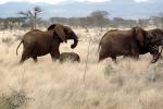African Elephants, AMEV01P05_18