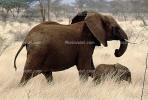 African Elephants, AMEV01P05_18B