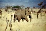African Elephants, AMEV01P05_19