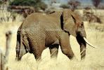 African Elephants, tusk, ivory, AMEV01P05_19B