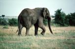 African Elephants, AMEV01P06_02