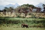 African Elephants, AMEV01P06_03