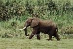 African Elephants, AMEV01P06_03B
