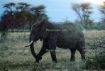 African Elephants, tusk, ivory, AMEV01P06_04B