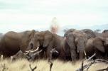 Herd of African Elephants, AMEV01P06_10