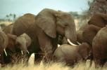 Herd of African Elephants, AMEV01P06_12