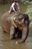 Asian Elephant, Tamil, India, AMEV01P06_19