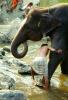 Boy Washing his Asian Elephant, Tamil, India, AMEV01P07_03