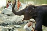 Boy Washing his Happy Asian Elephant, Tamil, India, AMEV01P07_04