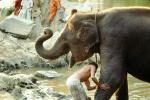 Boy Washing his Happy Asian Elephant, Tamil, India, AMEV01P07_05