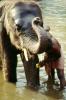 Boy Washing his Asian Elephant, Tamil, India, AMEV01P07_06