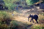 Asian Elephant, Tamil, India, AMEV01P07_14