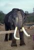 Asian Elephant, Tamil, India