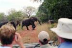 African Elephants, ecotourism, eco-tourism, eco tourism, AMEV01P07_19.0492