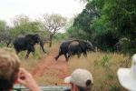 African Elephants, ecotourism, eco-tourism, eco tourism, AMEV01P08_01.0492