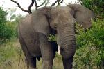 African Elephants, tusk, ivory, AMEV01P08_04.0492