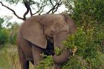 African Elephants, AMEV01P08_05.0492