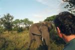 African Elephants, ecotourism, eco-tourism, eco tourism, AMEV01P08_07.0492