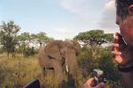 African Elephants, ecotourism, eco-tourism, eco tourism, AMEV01P08_08.0492