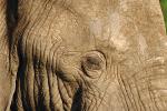 African Elephants, AMEV01P08_09.0492
