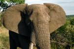 African Elephants, AMEV01P08_10.0492