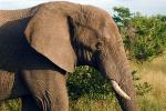 African Elephants, tusk, ivory, AMEV01P08_11.0492